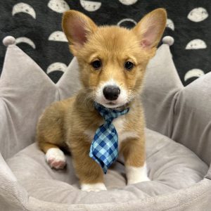 Male Corgi Born: 3/25/25 $2099.99 USDA# 47-B-0117