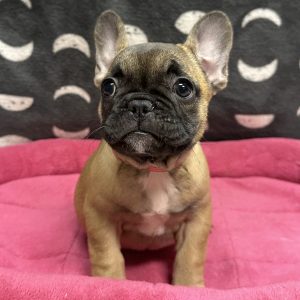 Female French Bulldog Born: 3/26/25 $3999.99 USDA# 47-B-0117