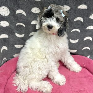 Female Poodle  Born: 3/19/25 $1799.99 USDA# 47-B-0117