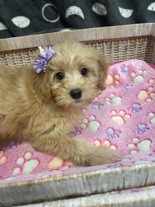 Female Mini Poodle/Goldendoodle Born: 3/25/23 $2499.99 USDA#- 47-B-0126