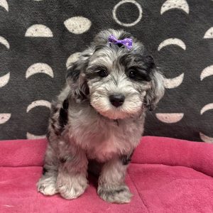 Female Schnoodle (Schnauzer x Poodle) Born: 3/25/25 $1999.99 USDA# 47-B-0126