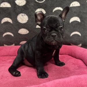 Female French Bulldog x Boston Terrier Born: 3/19/25 $2799.99 USDA# 47-B-0126