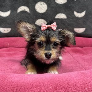 Female Havashire (Havanese x Yorkie) Born: 3/3/25 $1799.99 USDA# 47-B-0126