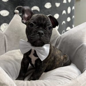 Male French Bulldog x Boston Terrier Born: 3/19/25 $2799.99 USDA# 47-B-0126