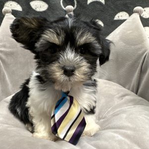 Male Havashire (Havanese x Yorkie) Born: 3/27/25 $1799.99 USDA# 47-B-0126
