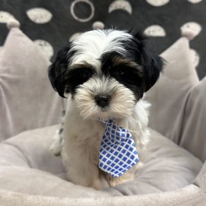 Male Shorkie (Shih Tzu x Yorkie) Born: 3/22/25 $1799.99 USDA# 47-B-0126