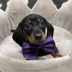 Male Dachshund Born: 3/27/25 $2299.99 USDA# 47-B-0126