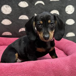 Female Dachshund Born: 3/27/25 $2299.99 USDA# 47-B-0126