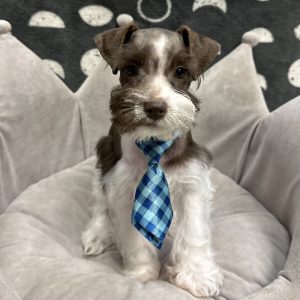 Male Mini Schnauzer Born: 3/25/25 $1899.99 USDA# 47-B-0126