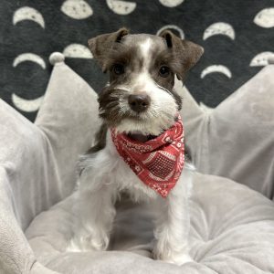Male Mini Schnauzer Born: 3/25/25 $1899.99 USDA# 47-B-0126
