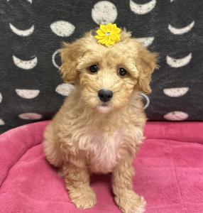 Female Mini Goldendoodle (Golden Retriever x Poodle) Born: 11/17/24 $1899.99 USDA# 47-B-0126