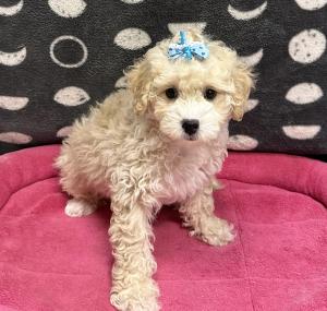 Female Mini Goldendoodle (Golden Retriever x Poodle) Born: 11/11/24 $1899.99 USDA# 47-B-0126