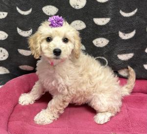 Female Mini Goldendoodle (Golden Retriever x Poodle) Born: 11/17/24 $1799.99 USDA# 47-B-0126