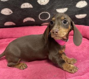 Female Dachshund Born: 11/18/24 $2299.99 USDA# 47-B-0126