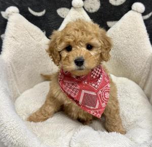 Male Mini Poodle x Goldendoodle (Golden Retriever x Poodle) Born: 11/24/24 $1999.99 USDA# 47-B-0126