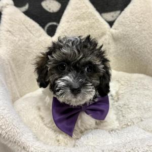 Male Pooshi x Poodle (Poodle x Shih Tzu) Born: 11/10/24 $1699.99 USDA# 47-B-0126