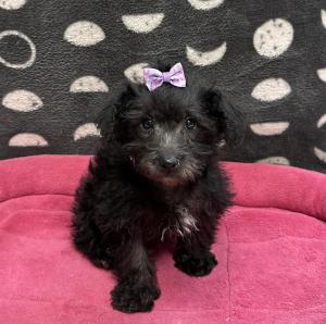 Female Schnoodle (Mini Schnauzer x Toy Poodle) Born: 11/12/24 $1399.99 USDA# 47-B-0126