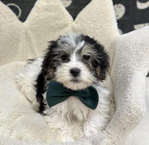 Male Yorkie x Maltipoo (Maltese x Poodle) Born: 11/22/24 $1699.99 USDA# 47-B-0126