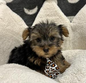 Male Yorkshire Terrier Born: 11/24/24 $2899.99 USDA# 47-B-0126