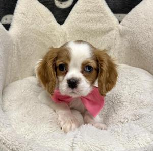 Male Cavalier King Born: 11/27/24 $1899.99 USDA# 47-B-0126