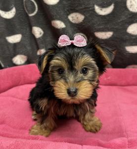 Female Yorkshire Terrier Born: 11/24/24 $3099.99 USDA# 47-B-0126