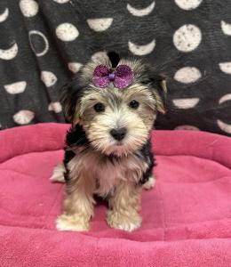 Female Morkie (Maltese x Yorkie) Born: 11/24/24 $1899.99 USDA# 47-B-0126