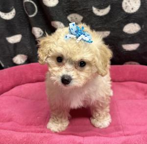 Female Bichapoo (Bichon x Poodle) Born: 11/30/24  $1599.99 USDA# 47-B-0126