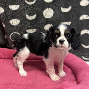 Female Cavalier King Born: 11/27/24 $1999.99 USDA# 47-B-0126