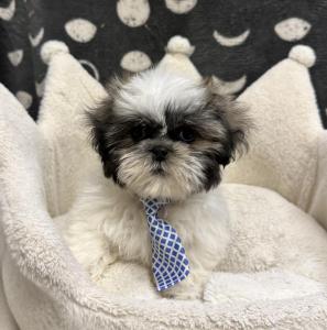 Male Shih Tzu Born: 11/20/24 $1699.99 USDA# 47-B-0126