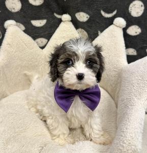 Male Cavapoo (Cavalier x Poodle) Born: 11/26/24 $1799.99 USDA# 47-B-0126