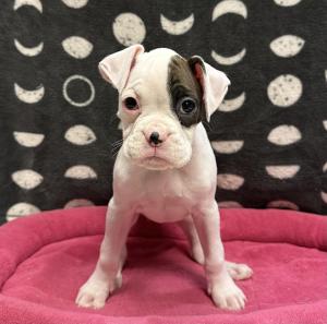 Female Boxer Born: 12/6/24 $1999.99 USDA# 47-B-0126