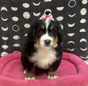 Female Bernese Mountain Dog Born: 12/7/24 $2499.99 USDA# 47-B-0126