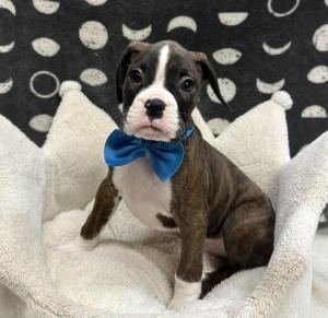 Male Boxer Born: 12/6/24 $