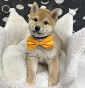 Male Shiba Inu Born: 12/4/24 $1899.99 USDA# 47-B-0126