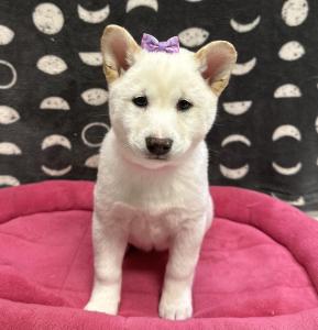 Female Shiba Inu Born: 12/4/24 $1899.99 USDA# 47-B-0126