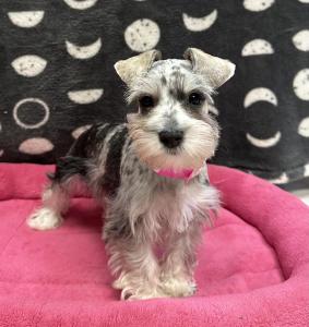 Female Mini Schnauzer Born: 11/29/24 $1999.99 USDA# 47-B-01256