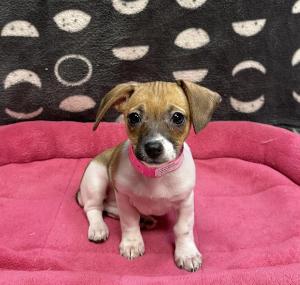 Female Chiweenie (Chihuahua x Dachshund) Born: 11/29/24 $1799.99 USDA# 47-B-0126