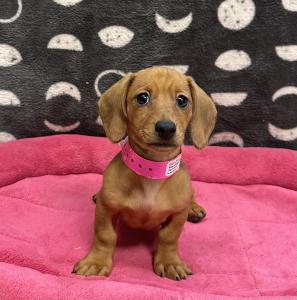 Female Dachshund Born: 12/4/24 $2099.99 USDA# 47-B-0126