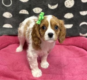 Female Cavalier Born: 12/5/24 $1999.99 USDA# 47-B-0126