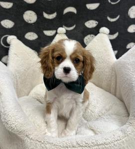 Male Cavalier Born: 12/5/24 $1899.99 USDA# 47-B-0126