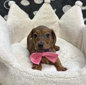 Male Dachshund Born: 12/2/24 $2099.99 USDA# 47-B-0126