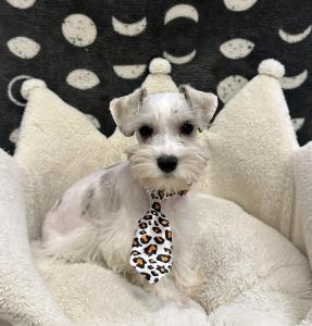 Male Mini Schnauzer Born: 11/29/24 $1999.99 USDA# 47-B-0126