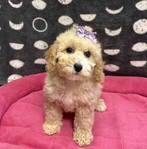 Male Mini F1B Goldendoodle (Mini Poodle x Goldendoodle) Born: 12/1/24 $1899.99 USDA# 47-B-0126