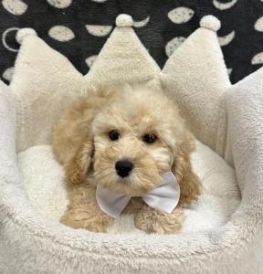 Male Mini F1B Goldendoodle (Mini Poodle x Goldendoodle) Born: 12/1/24 $1899.99 USDA# 47-B-0126