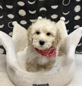 Male Mini F1B Goldendoodle (Mini Poodle x Goldendoodle) Born: 12/1/24 $1899.99 USDA# 47-B-0126