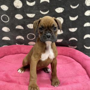 Female Boxer Born: 12/6/24 $2099.99 USDA# 47-B-0126