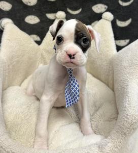 Male Boxer Born: 12/6/24 $1999.99 USDA# 47-B-0126