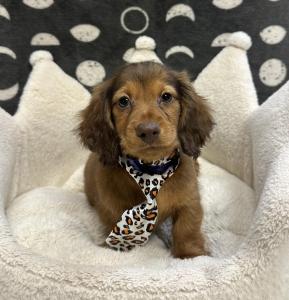 Male Dachshund Born: 12/4/24 $2299.99 USDA# 47-B-0126