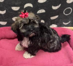 Female Havashu (Havanese x Shih Tzu)Born 8/2/24$1699.99USDA# 47-B-0126