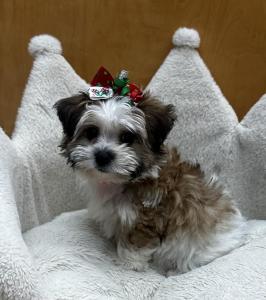 Female Yo-Chon (Yorkie x Bichon) Born: 10/15/24  $1899.99 USDA# 47-B-0126